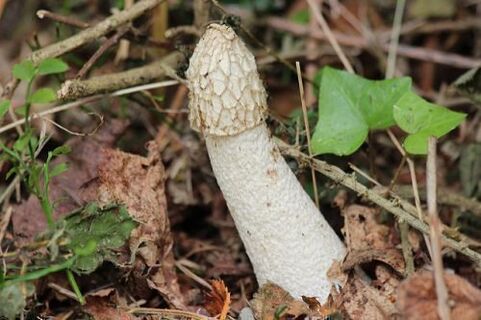 paddenstoel veselka van psoriasis