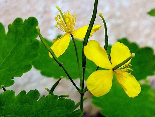 Celandine voor de behandeling van psoriasis